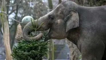 لحظات شاد حیوانات باغ‌وحش برلین با خوراکی‌های کریسمس + فیلم