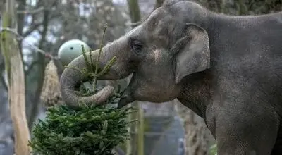 لحظات شاد حیوانات باغ‌وحش برلین با خوراکی‌های کریسمس + فیلم