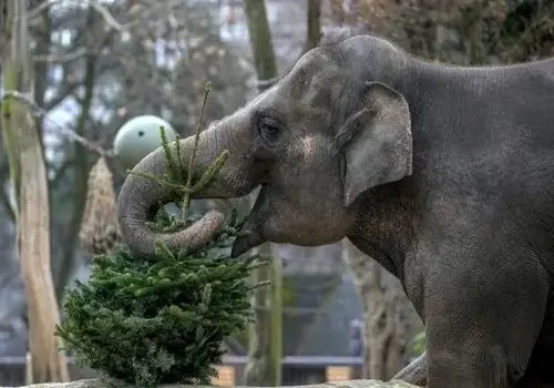 لحظات شاد حیوانات باغ‌وحش برلین با خوراکی‌های کریسمس + فیلم