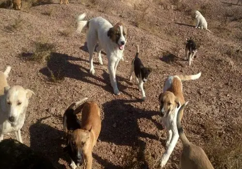 حمله‌کننده به دانشجوی دانشگاه زنجان یک سگ ولگرد بود!