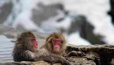 شگرد زیرکانه میمون‌های ژاپنی برای غلبه بر سرمای کشنده + فیلم

