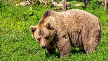 صحنه هولناک حمله خرس بزرگ به یک چوپان