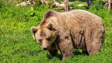 صحنه هولناک حمله خرس بزرگ به یک چوپان
