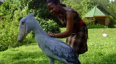 لحظه تماشایی شکار لک‌لک غول‌پیکر آفریقایی توسط شغال + فیلم
