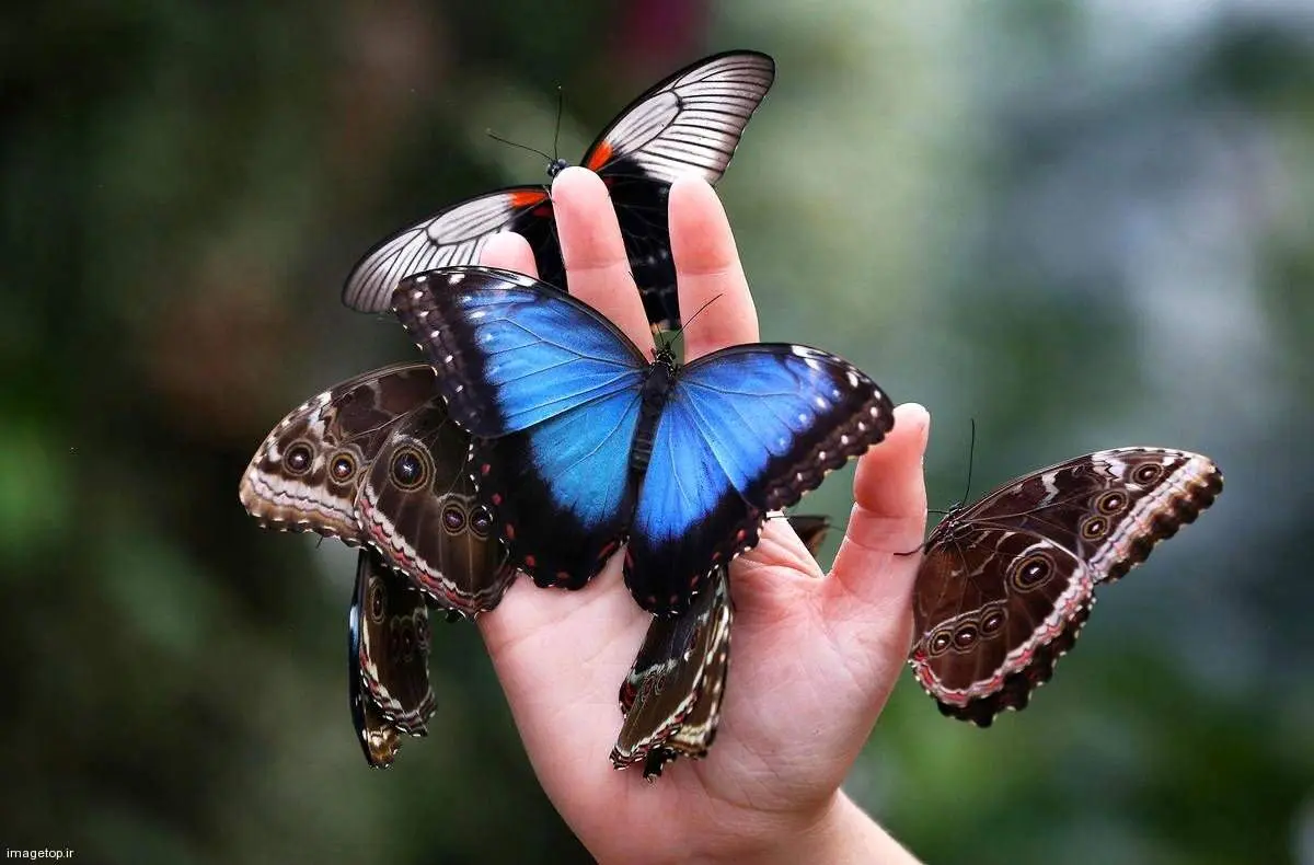 شگفتی جنگل‌های بارانی مورفوی آبی را بهتر بشناسید + فیلم