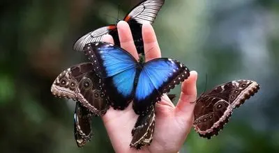 شگفتی جنگل‌های بارانی مورفوی آبی را بهتر بشناسید + فیلم