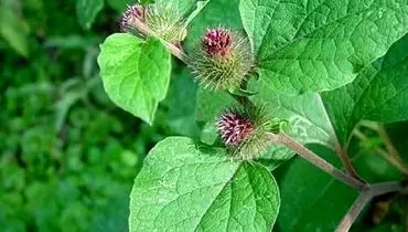 بابا آدم؛ گیاهی موثر برای تسکین سرفه‌های مزمن و تقویت سیستم تنفسی