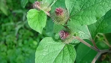 بابا آدم؛ گیاهی موثر برای تسکین سرفه‌های مزمن و تقویت سیستم تنفسی