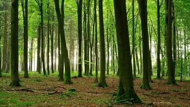 آغوش صمیمی درخت راش برای نجات جان دوستش+ فیلم 