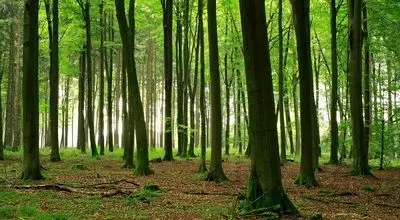 آغوش صمیمی درخت راش برای نجات جان دوستش+ فیلم 