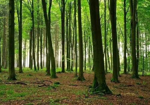 آغوش صمیمی درخت راش برای نجات جان دوستش+ فیلم 