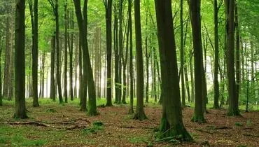 آغوش صمیمی درخت راش برای نجات جان دوستش+ فیلم 