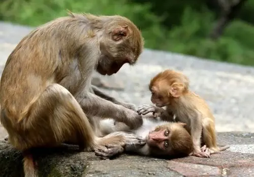 تصاویری خنده‌دار از خانواده‌ میمون‌ها در حین عبور از رودخانه+ عکس