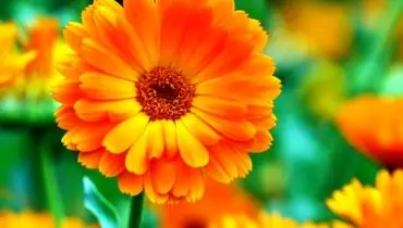 خواص دارویی و نحوه پرورش گل همیشه بهار
