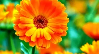 خواص دارویی و نحوه پرورش گل همیشه بهار
