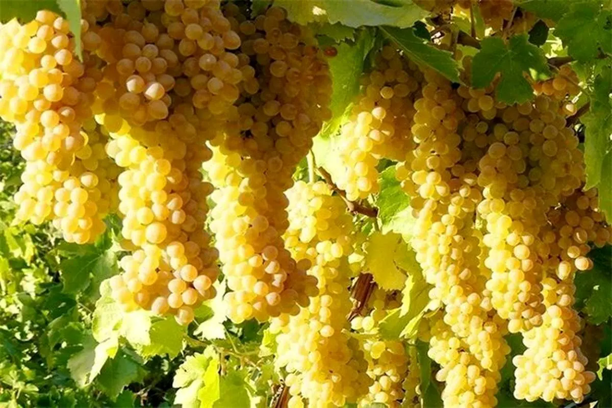 بهترین کود زمستانه برای درخت انگور