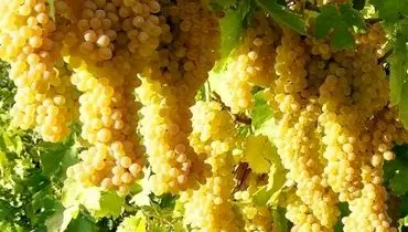 بهترین کود زمستانه برای درخت انگور

