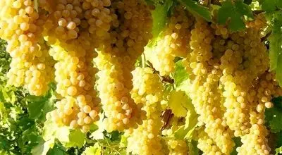 بهترین کود زمستانه برای درخت انگور