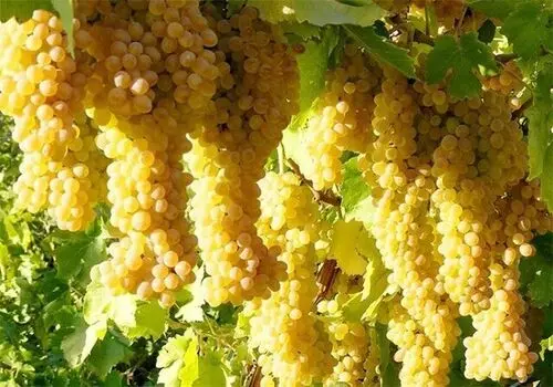 معرفی 10 درخت  زیبا برای کاشتن در باغچه
