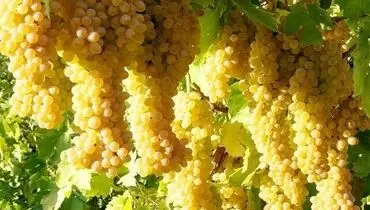 بهترین کود زمستانه برای درخت انگور
