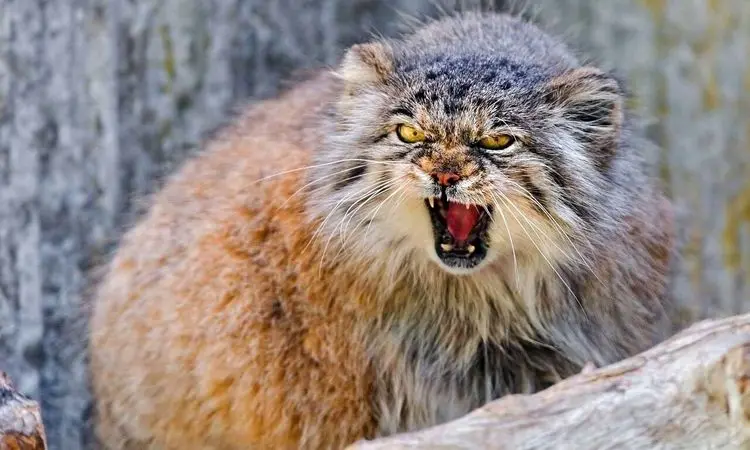 تصاویر جذاب گربه پالاس؛ عصبانی ترین گربه وحشی جهان! + فیلم
