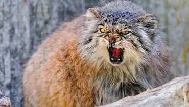 تصاویر جذاب گربه پالاس؛ عصبانی ترین گربه وحشی جهان! + فیلم
