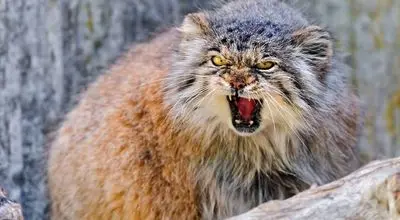 تصاویر جذاب گربه پالاس؛ عصبانی ترین گربه وحشی جهان! + فیلم
