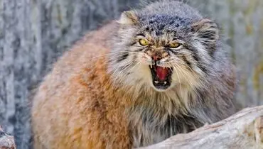 تصاویر جذاب گربه پالاس؛ عصبانی ترین گربه وحشی جهان! + فیلم
