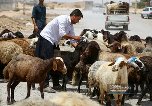  بازار دام زنده دچار تلاطم شد + جدول قیمت