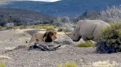 نبرد نفس‌گیر کرگدن و شیر نر؛ لحظه‌ای تماشایی + فیلم