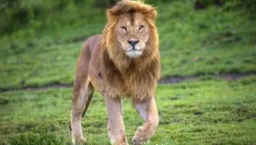 تلاش دیدنی  شیر  برای بالا رفتن از درخت + فیلم
