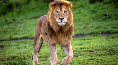 تلاش دیدنی  شیر  برای بالا رفتن از درخت + فیلم
