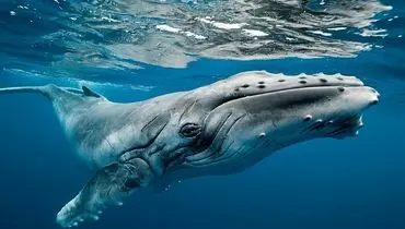 صحبت های خودمانی دانشمندان با نهنگ گوژپشت برای اولین بار+ فیلم