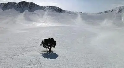 برف زمستانی بر پیکر تک درخت جاده فیروزکوه + فیلم