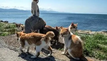 اینجا معروف ترین جزیره ی گربه های پیراست!