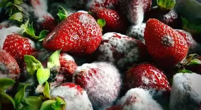 میوه کپک‌زده را بخوریم یا دور بریزیم؟
