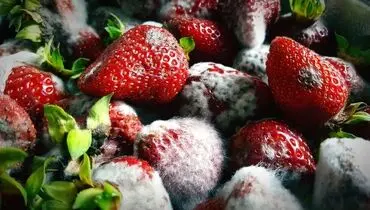 میوه کپک‌زده را بخوریم یا دور بریزیم؟