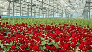 گل رز را به قیمت پارسال بخرید