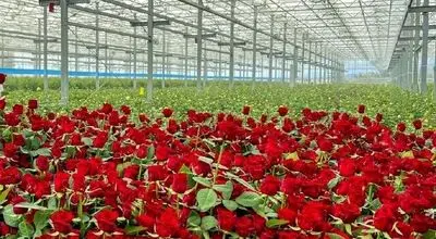 گل رز را به قیمت پارسال بخرید