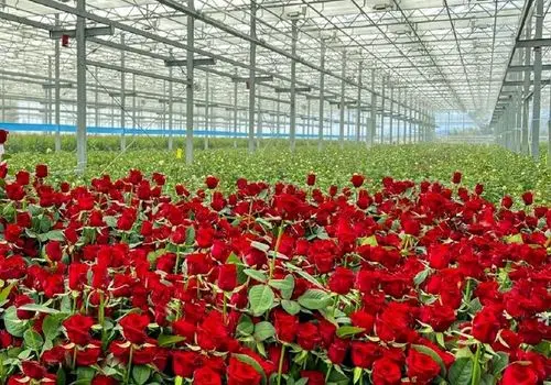 گل رز را به قیمت پارسال بخرید