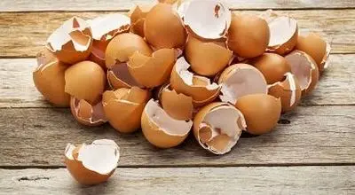 کاربرد شگفت‌انگیز پوست تخم‌مرغ در خانه و باغچه

