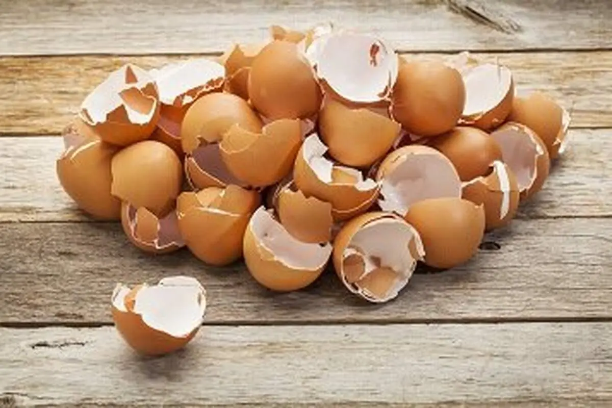 کاربرد شگفت‌انگیز پوست تخم‌مرغ در خانه و باغچه

