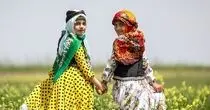 دومین جشنواره کوچ عشایر مغان/ گزارش تصویری
