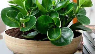 پرورش و نگهداری از گیاه قاشقی؛ آبیاری گل قاشقی چگونه است؟
