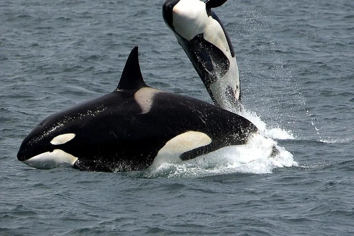 ماجرای زندگی نهنگ ها بر روی خشکی+فیلم