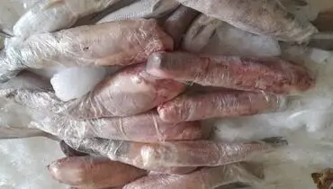 کشف محموله قاچاق زبان حیوانات وحشی در مسیر چابهار+ تصاویر