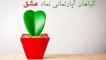 ۱۰ گیاه آپارتمانی که نماد عشق هستند و می‌توانید به معشوق خود هدیه دهید