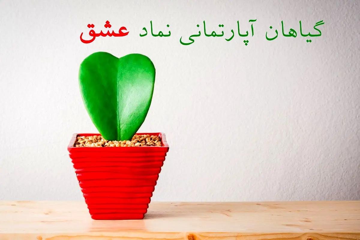 ۱۰ گیاه آپارتمانی که نماد عشق هستند و می‌توانید به معشوق خود هدیه دهید