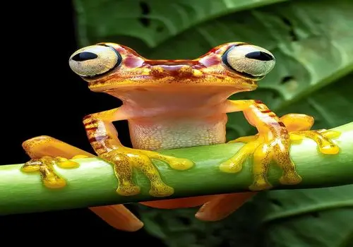 ۱۸ تصویر خارق‌العاده از حیات‌وحش که همه را حیرت‌زده کرد + عکس