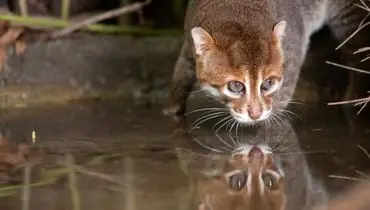 بازگشت گربۀ سرپخ پس از ۳۰ سال در تایلند + عکس